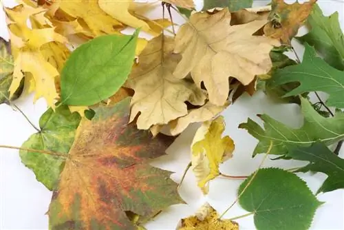 Λιπάνετε τη μούχλα των φύλλων για φράκτες thuja