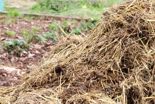 Գոմաղբ՝ thuja ցանկապատերը պարարտացնելու համար