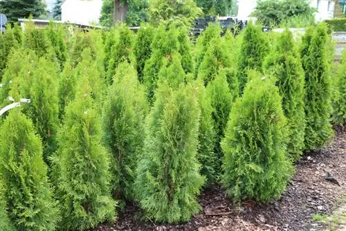 Thuja hedges ማዳበሪያ፡ 7 ውጤታማ ማዳበሪያዎች