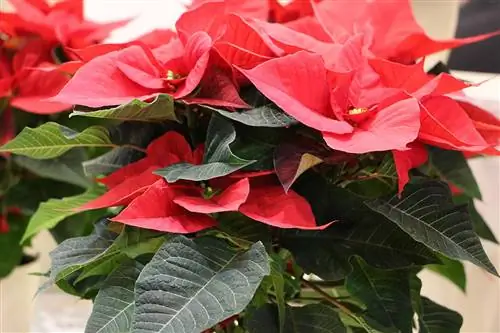 Poinsettia - Euphorbia pulcherrima