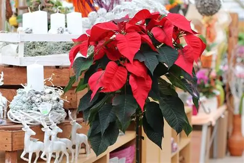 Poinsettia - Euphorbia pulcherrima