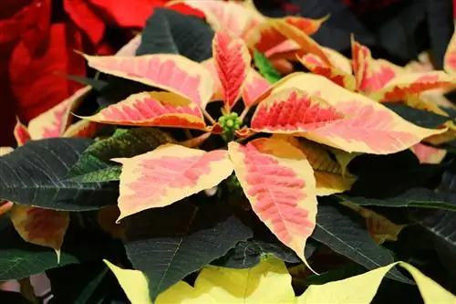 Poinsettia - Euphorbia pulcherrima