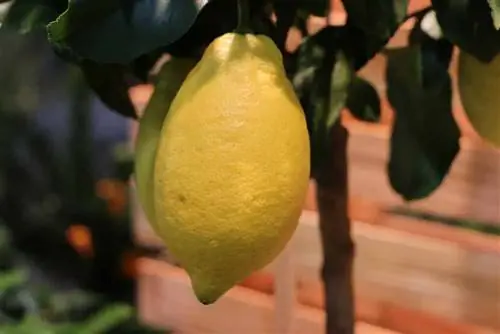 Bitkisel limonata şurubu için limon