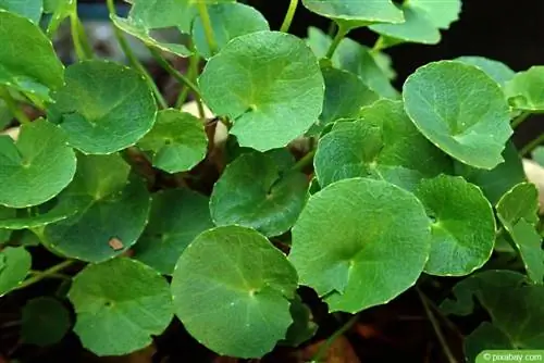 Gotu Kola - Centella asiatica - Энэтхэгийн pennywort - бар өвс