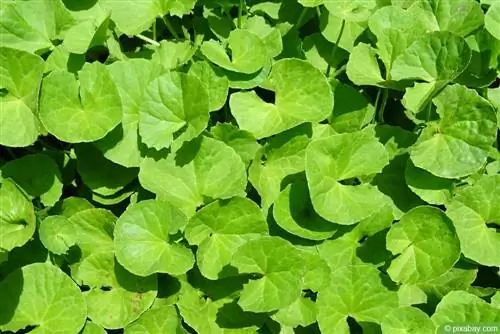 Gotu Kola - Centella asiatica - Kaplan otu - Hint pennywort