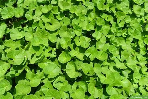 Gotu Kola - Centella asiatica - Kaplan otu - Hint pennywort