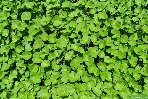 גוטו קולה, Centella asiatica: טיפול מא' - ת