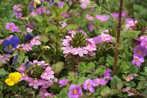 Flor em leque azul - Scaevola aemula