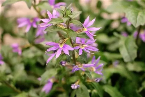 فن گل آبی، Scaevola aemula: مراقبت از A - Z