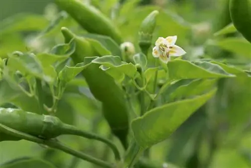 Snijd de paprika's, chilipepers en chili