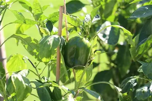 Planta de pebrot tallat/poda - 5 consells per a la poda