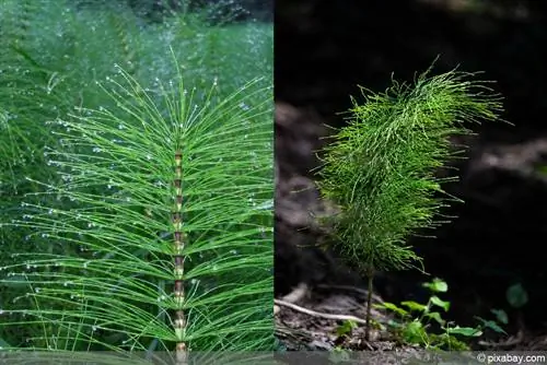 फील्ड हॉर्सटेल - इक्विसेटम अर्वेन्से