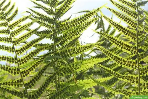 Pakis cacing (Dryopteris filix-mas)