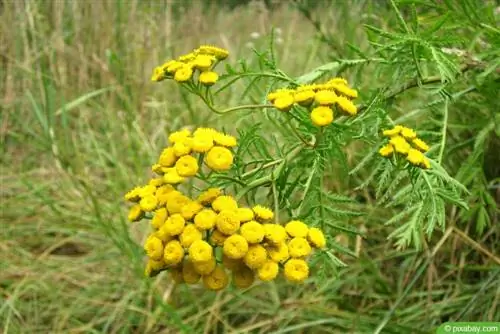 แทนซี (Tanacetum vulgare)