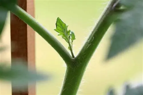 Tomatenscheuten als kruidenmeststof