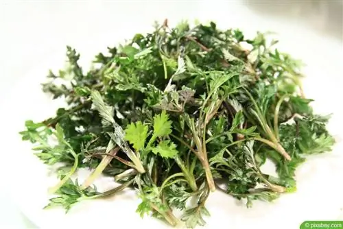 Wormwood - Artemisia absinthium