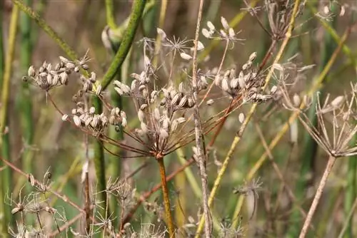 Fenykl obecný - Foeniculum vulgare