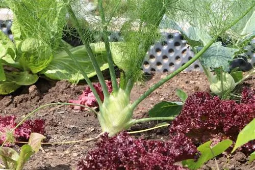 Fennel bulb - булцуут fennel - Foeniculum vulgare