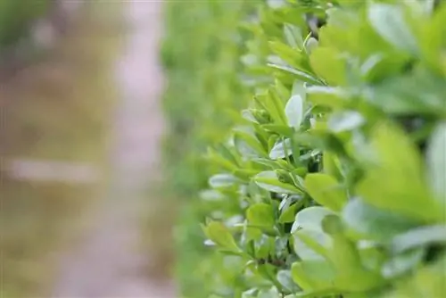 Cut privet as a hedge