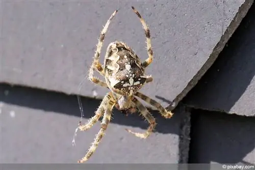 বাগান মাকড়সা - Araneus