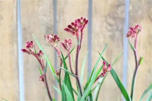 Kangaroo Paw: Ta hand om känguruplantan