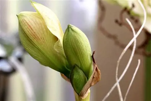 ამარილისი - Hippeastrum - რაინდის ვარსკვლავი