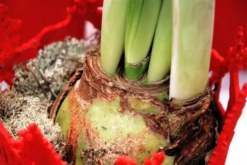 Amaryllis - Hippeastrum - Knight's Star