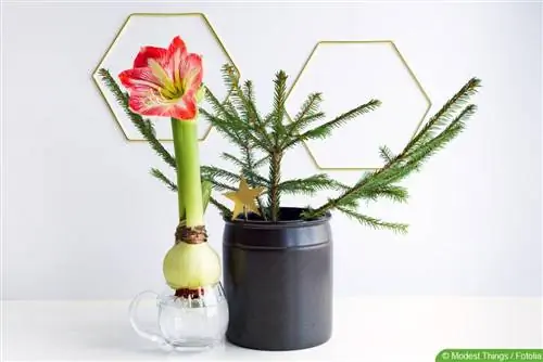 Amaryllis - Hippeastrum - ดาวของอัศวิน