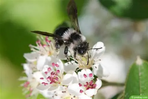 Scaccia le api selvatiche - Cosa fare con le api selvatiche in giardino?