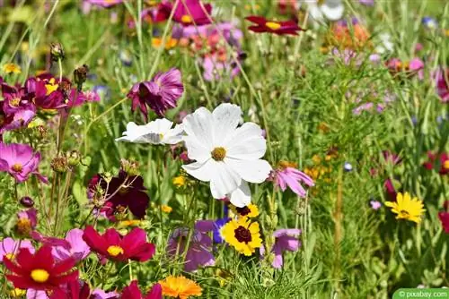 Oprettelse af en blomsterplæne - 8 tips om frø og pleje