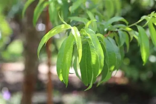 Ferskentræ - Prunus persica