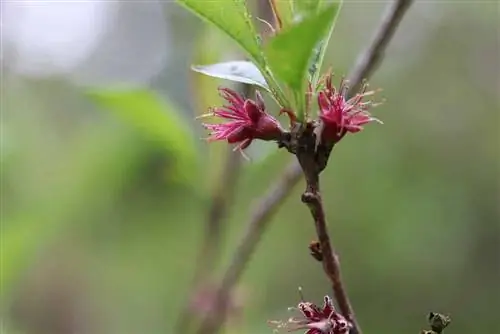 Flor de durazno - Prunus persica