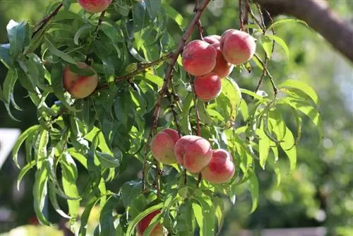 Peach mti - Prunus persica