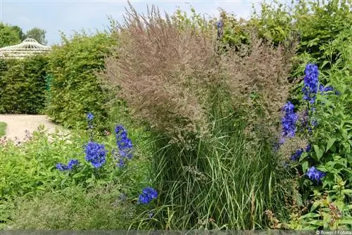 چمن سواری - Karl Förster - Calamagrostis aucitflora