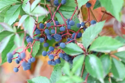 yabani şarap - Vitis vinifera