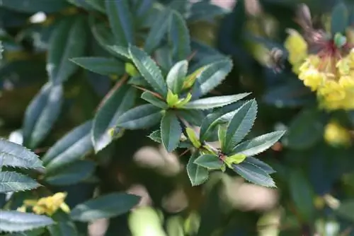 زرشک - Gerberis jaeschkeana