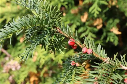 سرخدار اروپایی - Taxus baccata