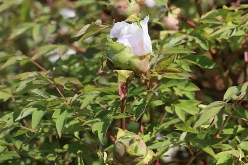 Peônia de árvore - Paeonia suffruticosa - peônia de árvore