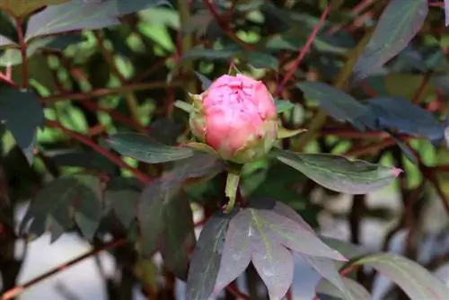 Pivoňka stromová - Paeonia suffruticosa - pivoňka stromová