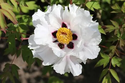 Ծառի պիոն - Paeonia suffruticosa - ծառի քաջվարդ