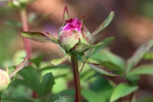 ดอกโบตั๋นต้นไม้ Paeonia suffruticosa: การดูแลจาก A - Z