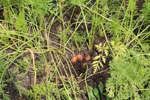 Carota - Carota - Daucus carota