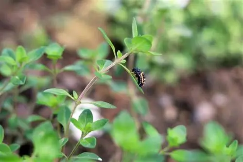 Mabuu ya Ladybug kwenye tawi la thyme