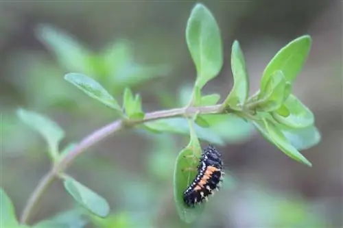 Larva di coccinella sul timo