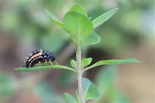 Larve di coccinella: 7 consigli per l'utilizzo in giardino