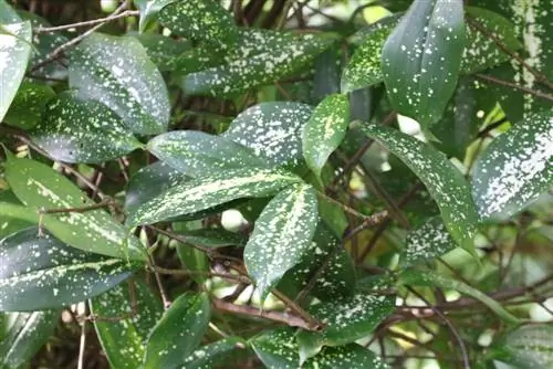 Puno ng dragon - Dracaena surculosa