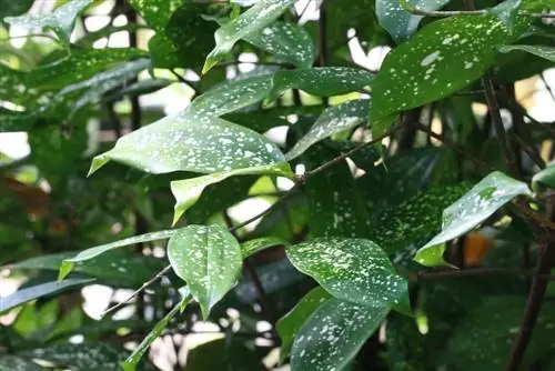 Cây thanh long - Dracaena surculosa