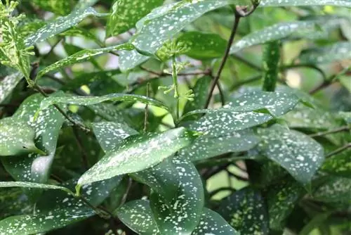 Zmajevo drvo - Dracaena surculosa