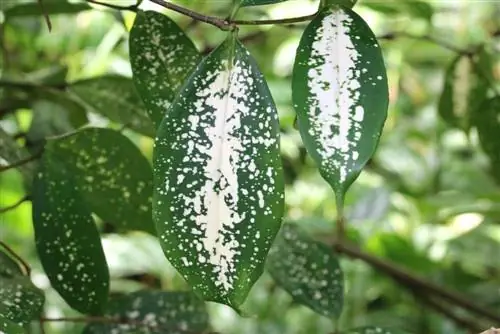 Dragoeiro, Dracaena surculosa: cuidado A - Z