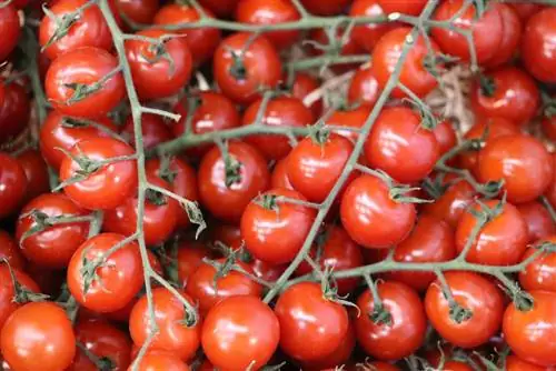 Cherrytomaten: 11 tips voor het kweken en verzorgen ervan